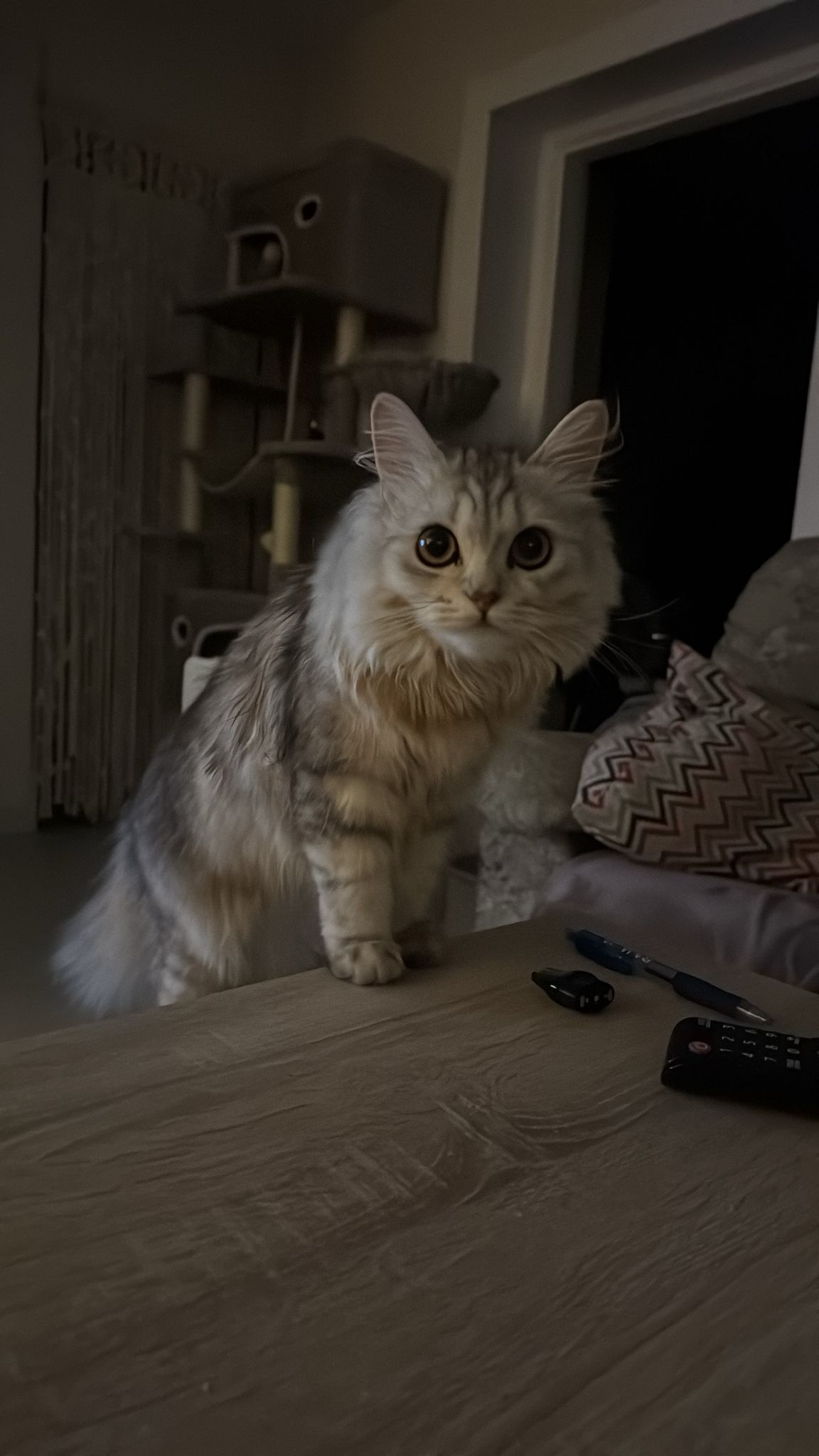 Osiris - Gato persa chinchilla