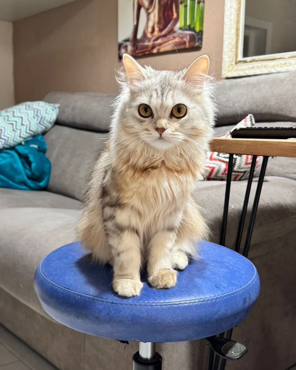 Gatos persas pequeños Oddie y Agatha en venta