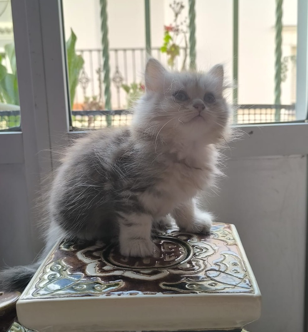 Gato persa en adopción Sevilla