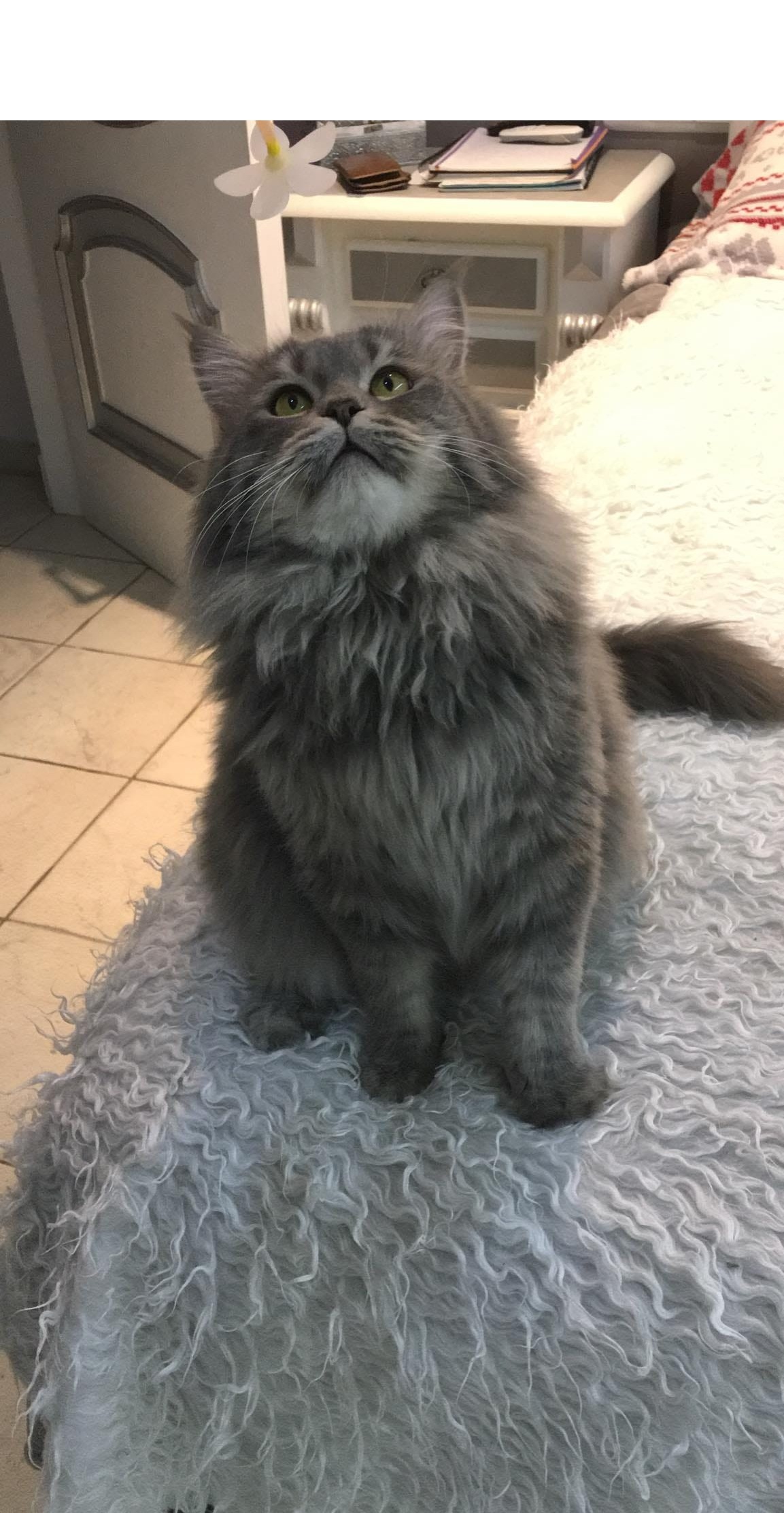 Gato persa Himalayo padre de Bluey en venta