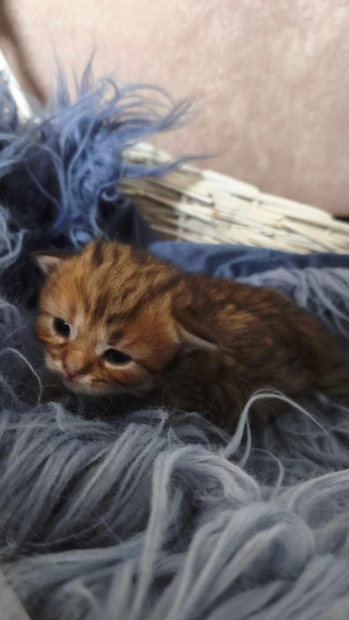 Pardo - Gato persa chinchilla hembra