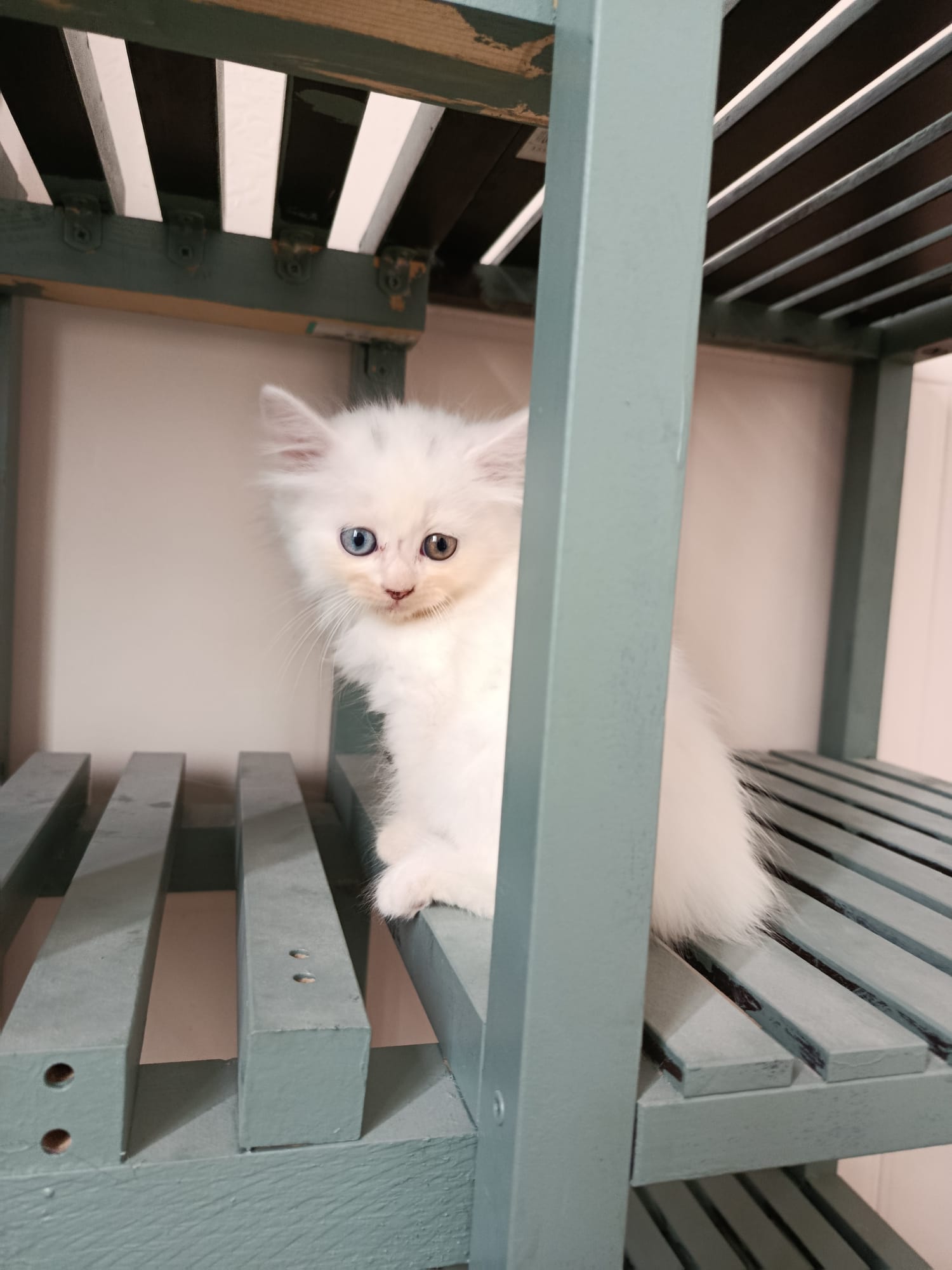 Camada de gatos persas europeos