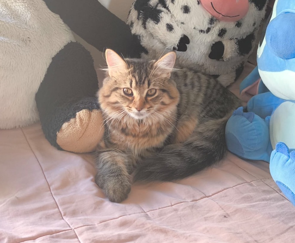 Gatos persas pequeños Oddie y Agatha en venta