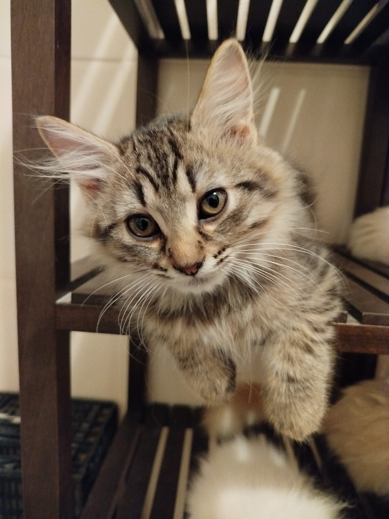 Gato persa en adopción Sevilla