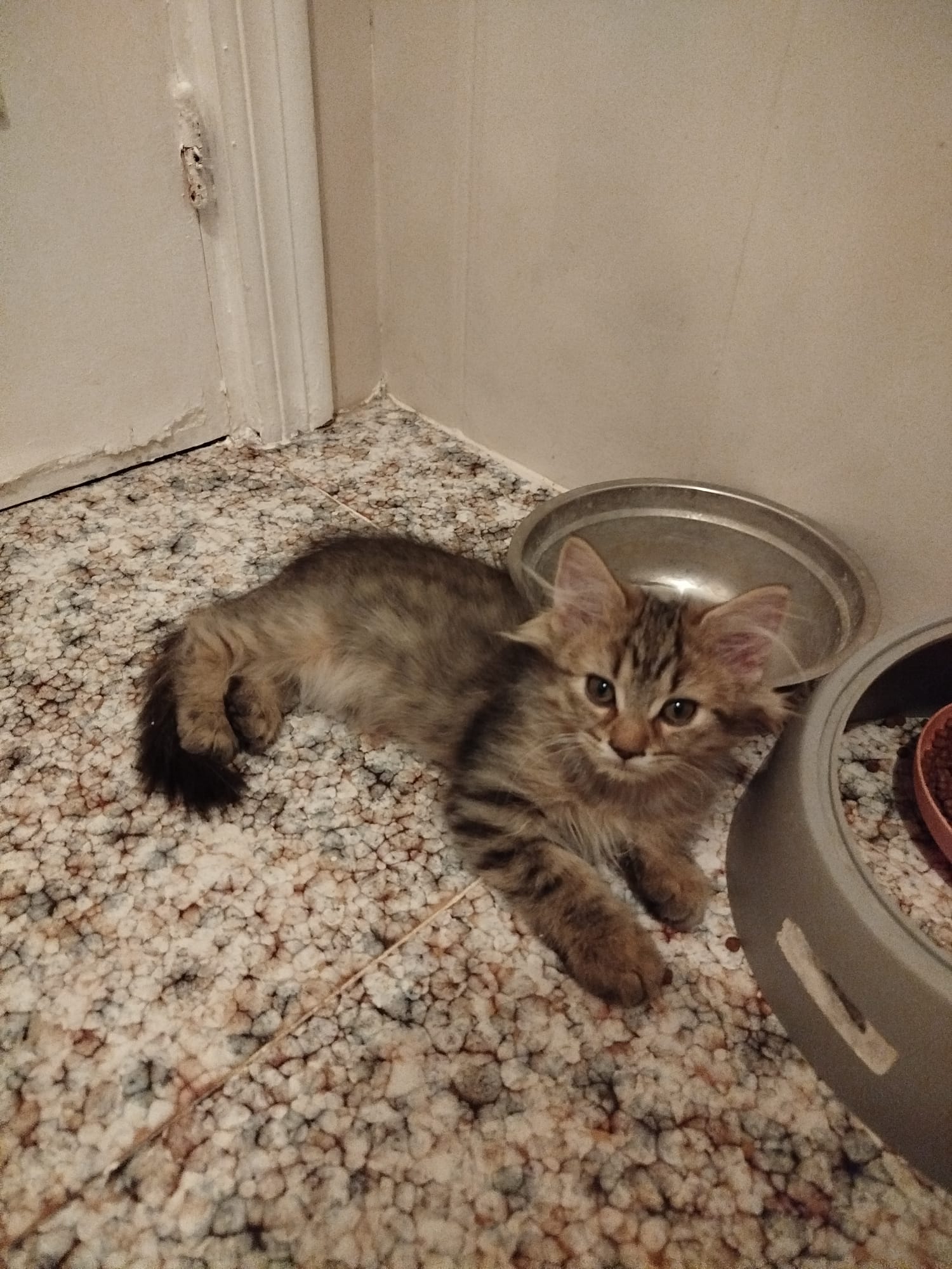 Rómulo - Gato persa europeo macho