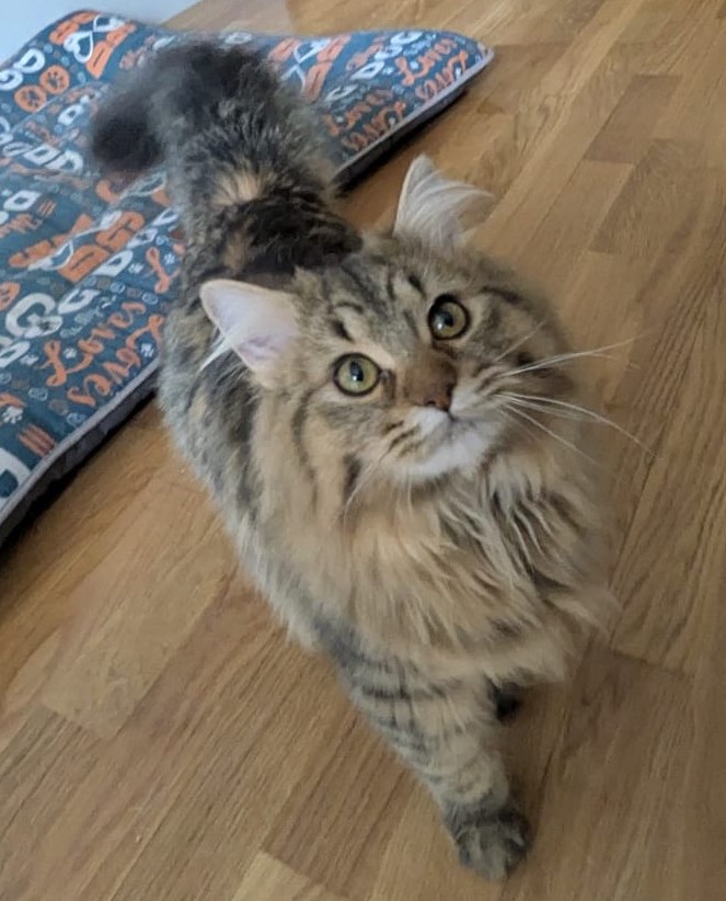 Gato persa chinchilla blanco Agatha