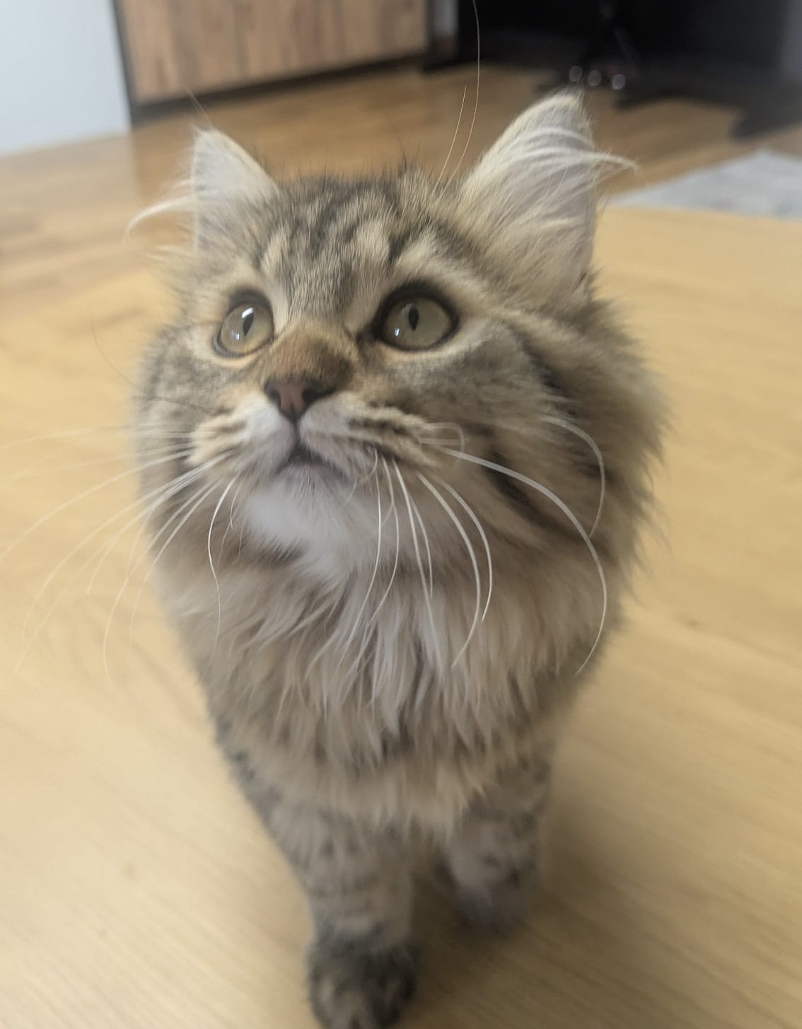 Gato persa chinchilla blanco Agatha