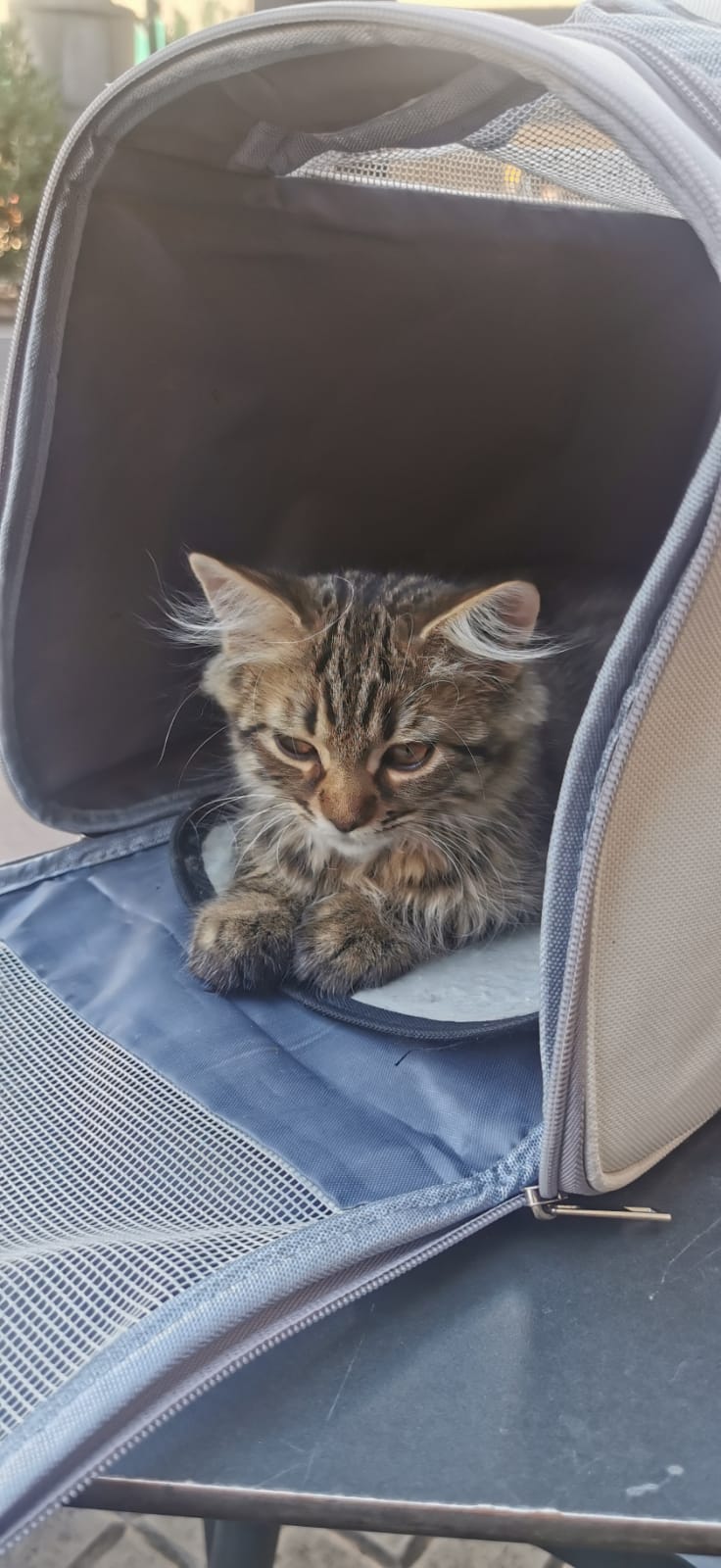 Gato persa blanco Sirius en adopción