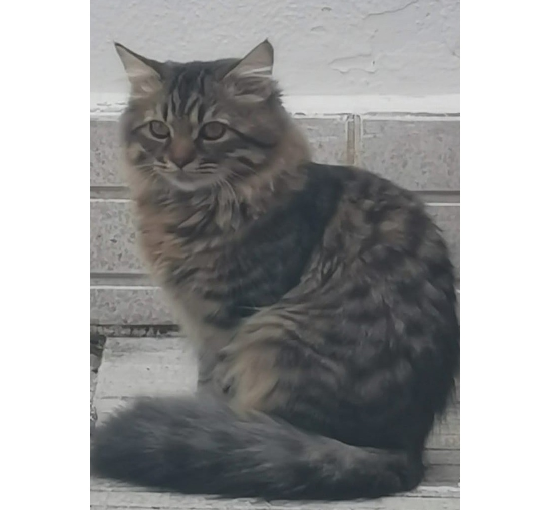 Sirius - Gato persa europeo macho