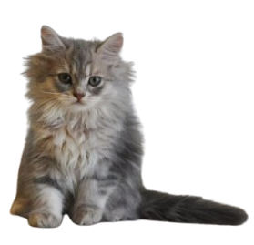 Gato persa en adopción Sevilla