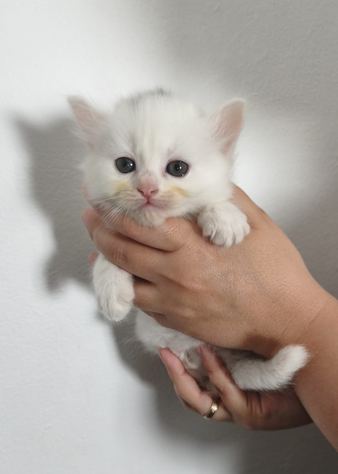 Thor - Gato persa europeo macho