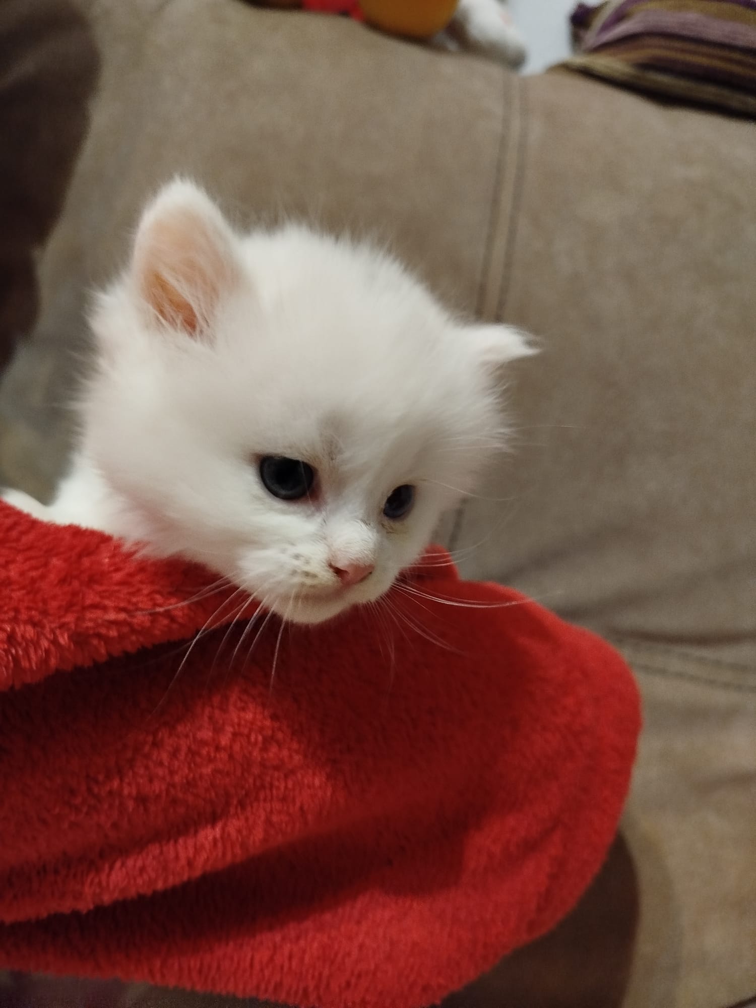 Gato persa en adopción Sevilla