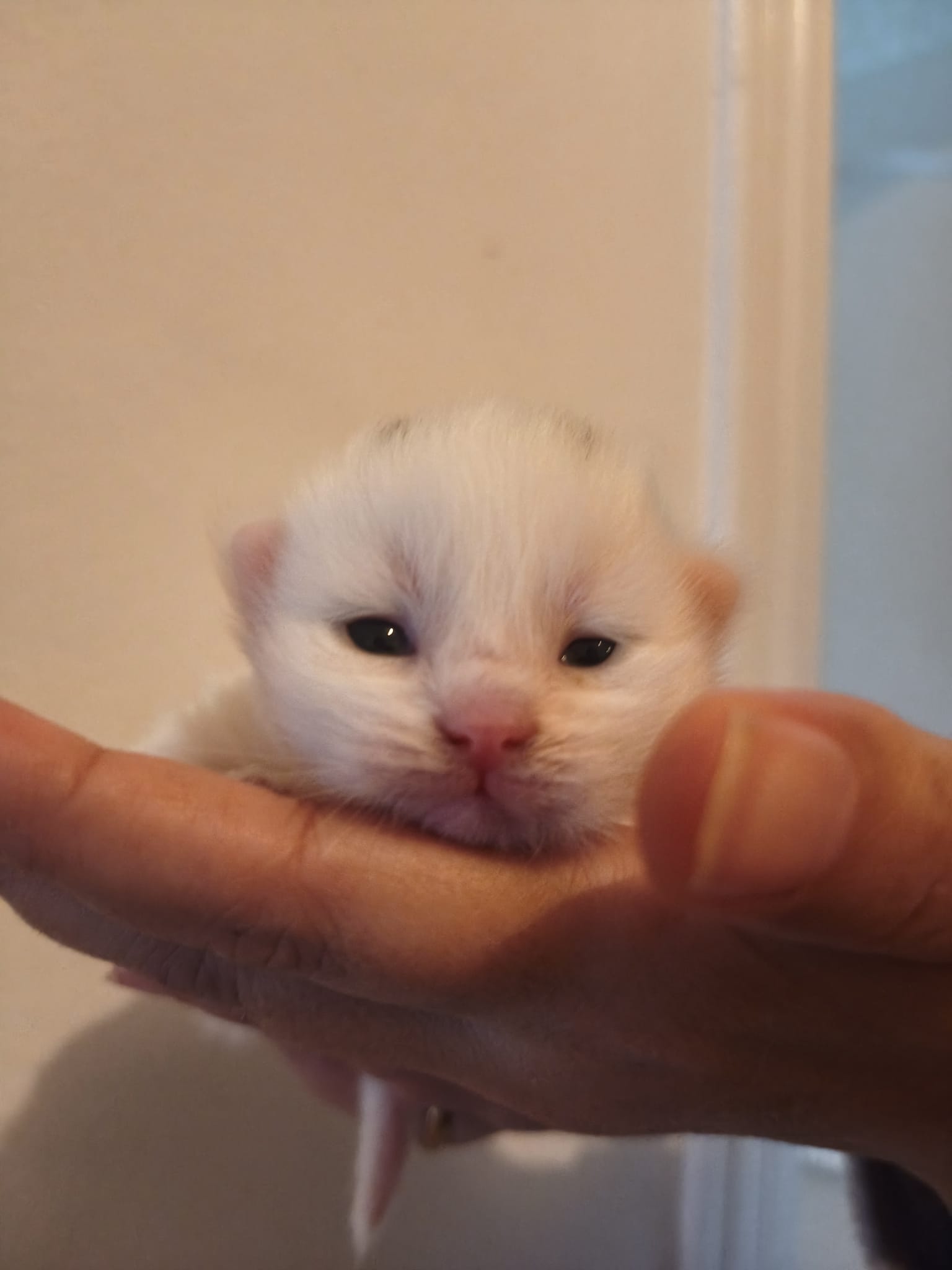 Gato persa europeo en adopción Sevilla - Apolo